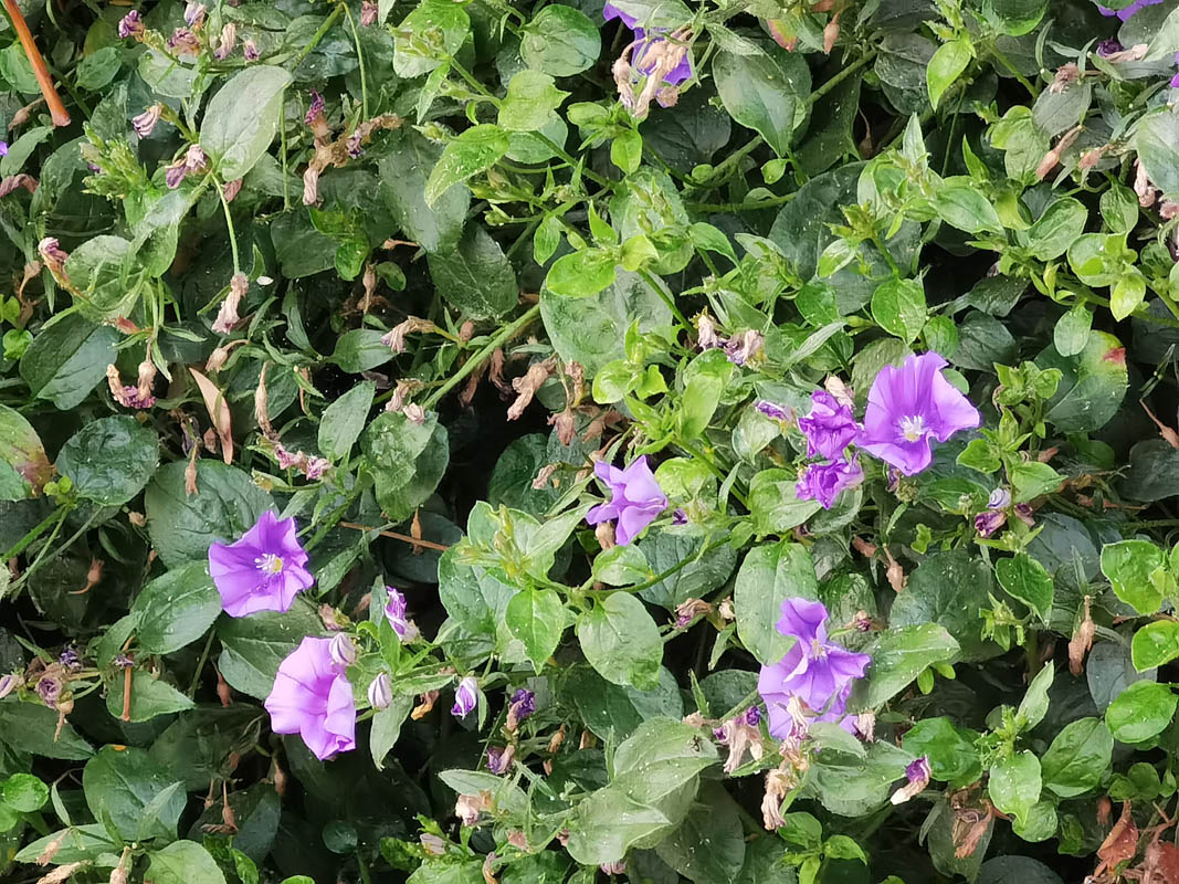 Convolvulus sabatius
